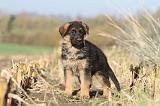BERGER ALLEMAND 569